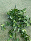 90cm GREEN TRAILING IVY