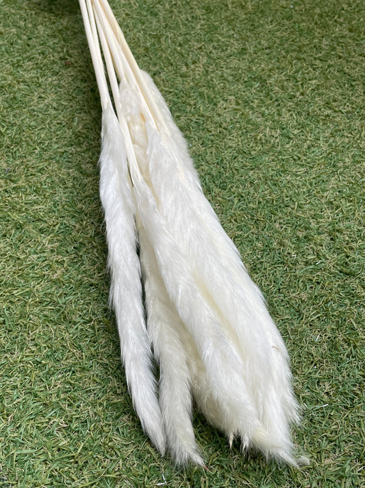 SINGLE STEM PAMPAS BLEACH