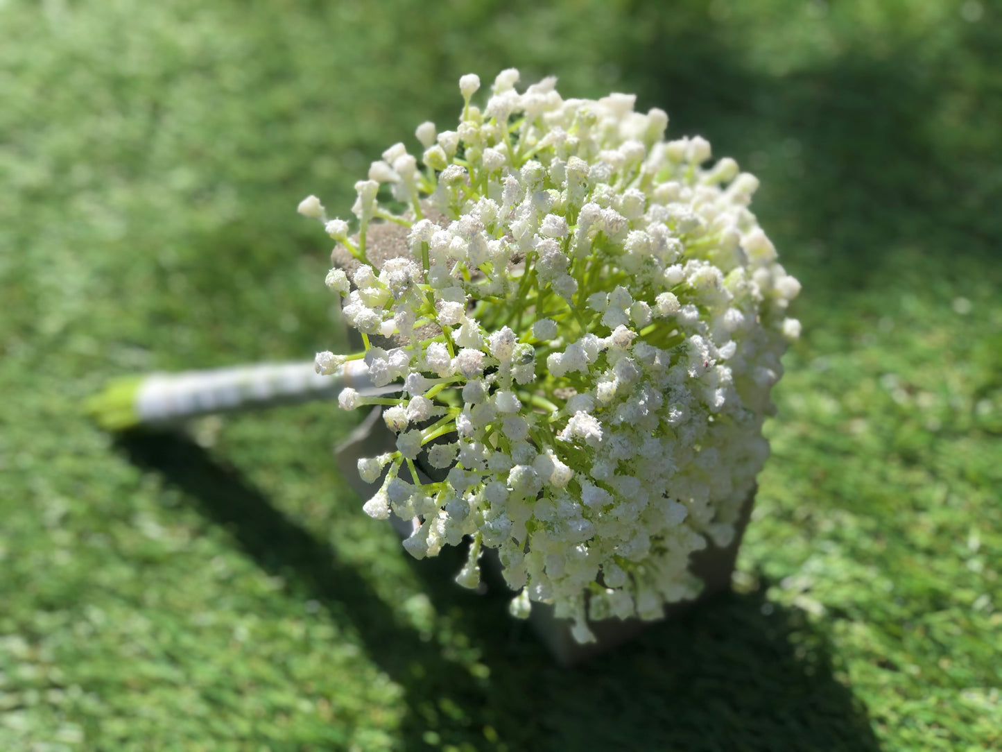 NATURAL GYPSOPHILA BUNCH 28cm 8 STEM