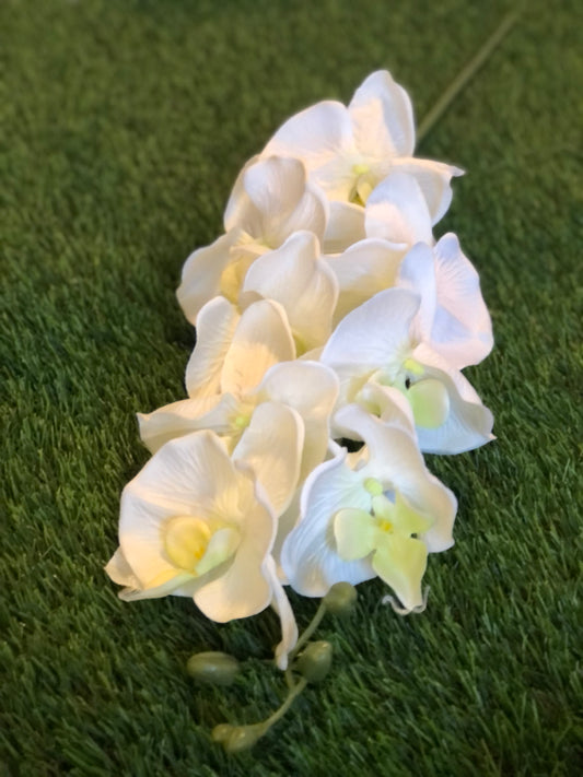 GIANT DELUXE DOUBLE ORCHID IVORY 105cm