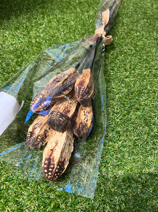 DRIED MAHOGHANY POD STEMS