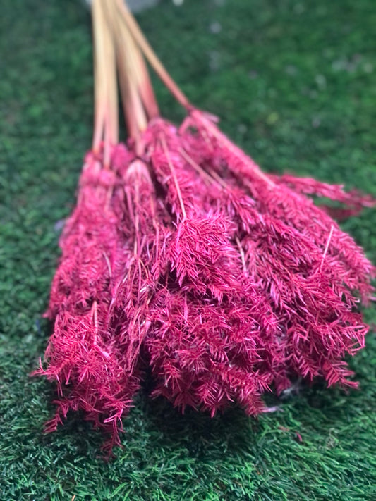 DRIED UMBRELLA BUNCH RED