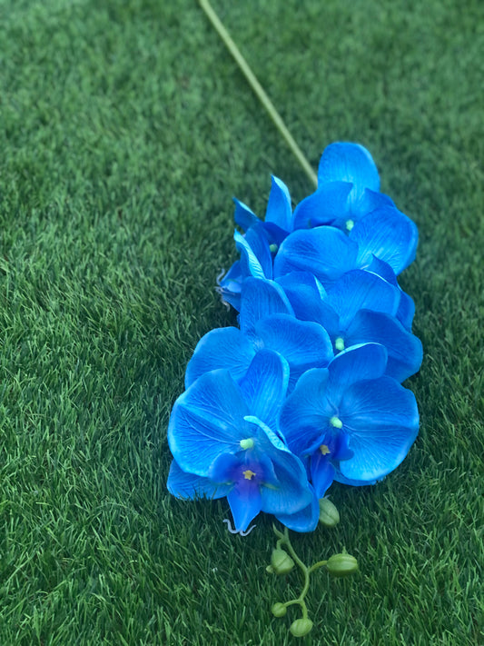 GIANT DELUXE DOUBLE ORCHID BLUE 105cm