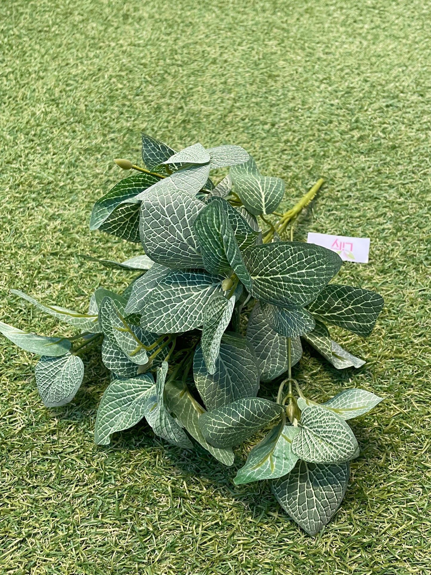 FITTONIA LEAF BUSH GREEN 35cm