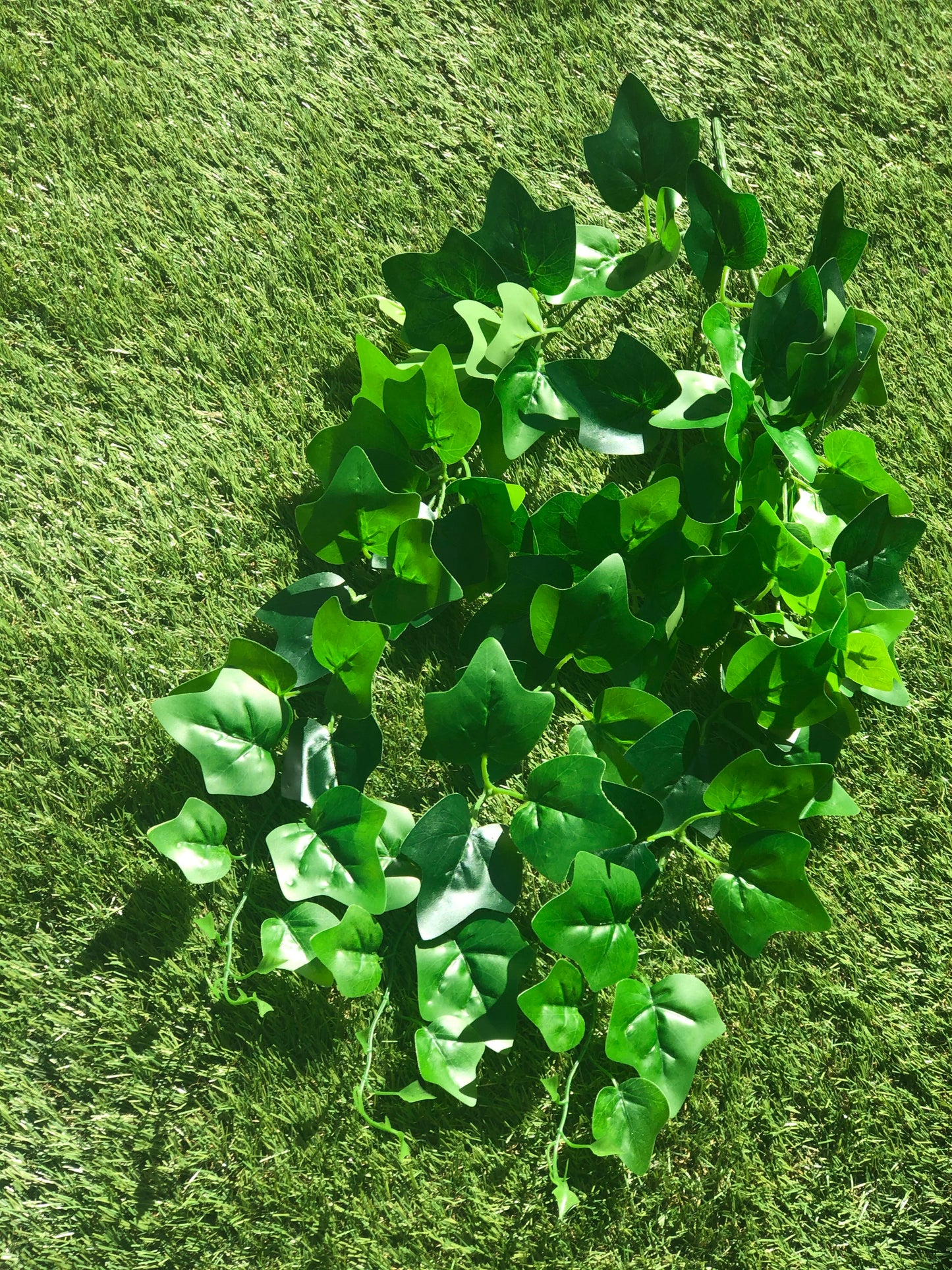 GIANT TRAILING IVY BUNCH
