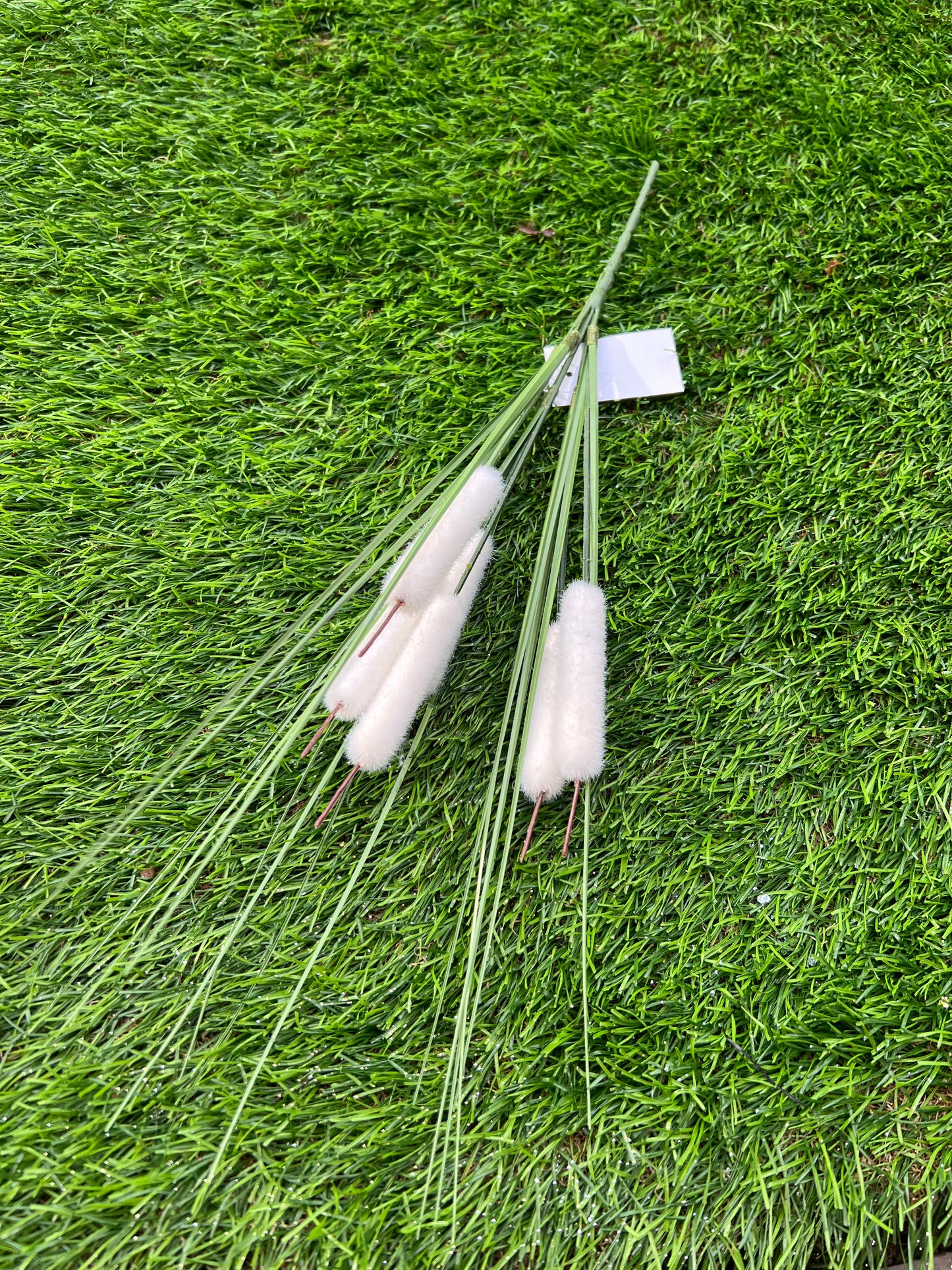 BULL RUSH WITH GRASS IVORY