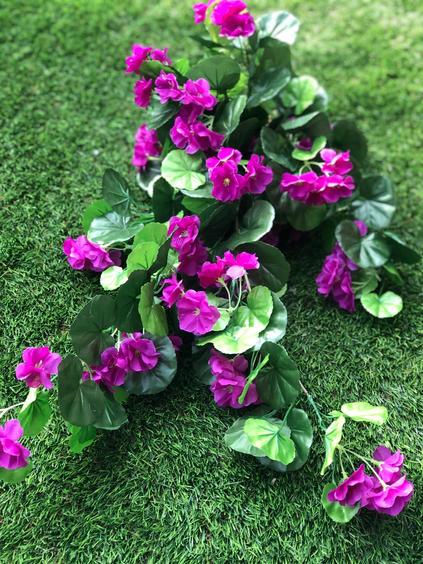 70cm GIANT TRAILING GERANIUM BUSH PURPLE