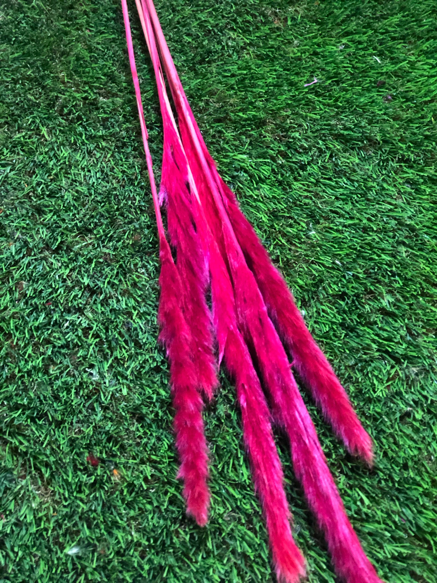 SINGLE STEM PAMPAS PACK 6 CERISE