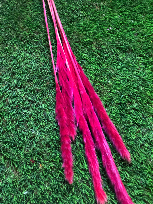 SINGLE STEM PAMPAS PACK 6 CERISE