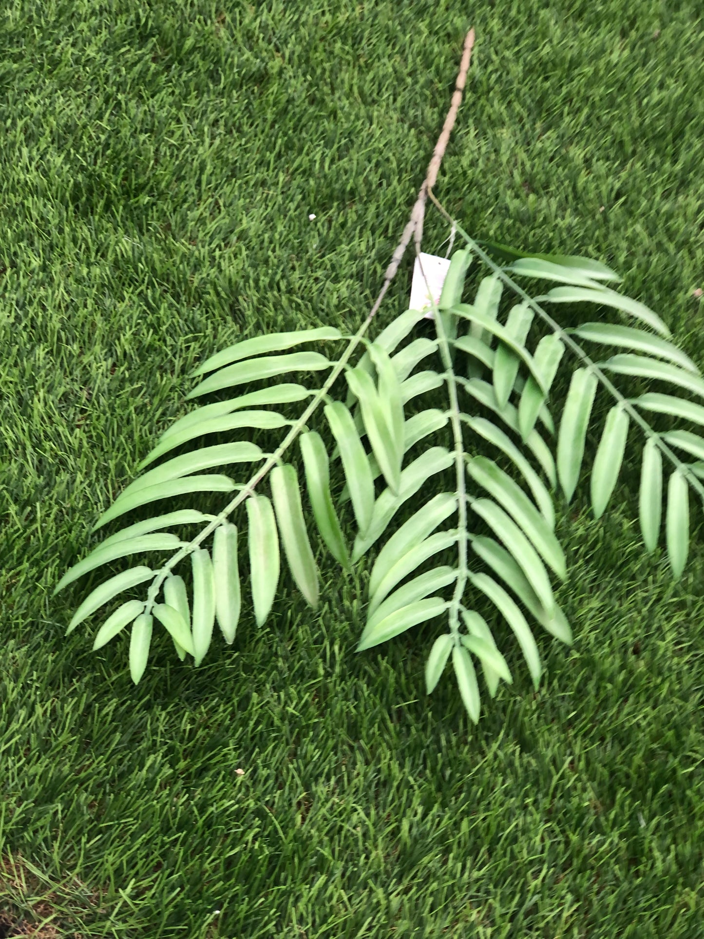 64cm TRIPLE FERN