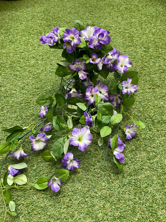 DELUXE TRAILING MORNING GLORY PURPLE