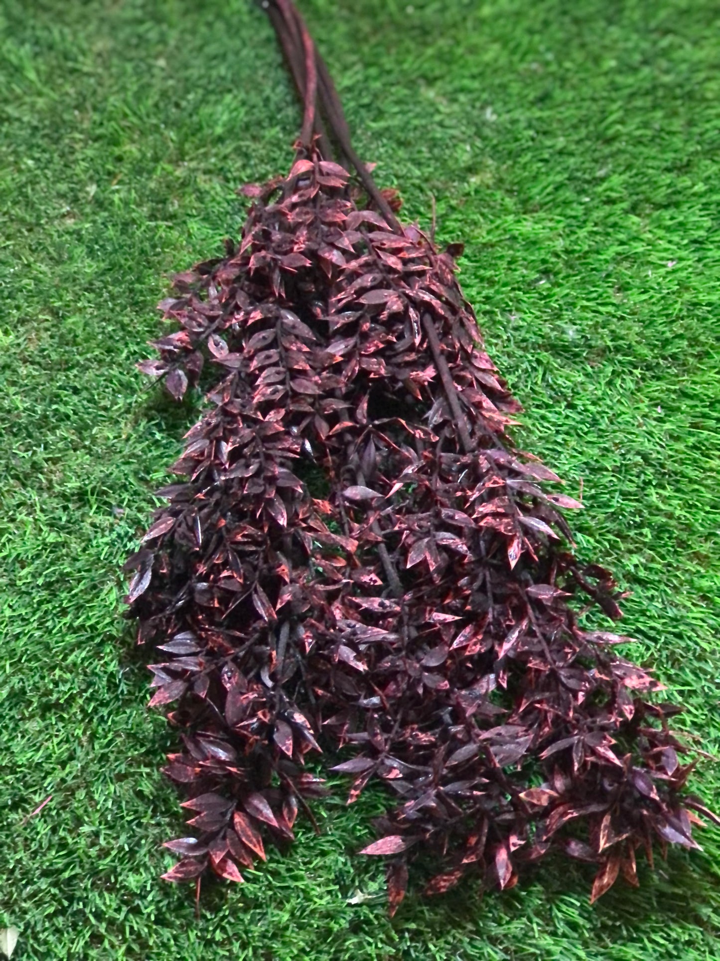 DRIED RUSCUS BUNCH BURGUNDY