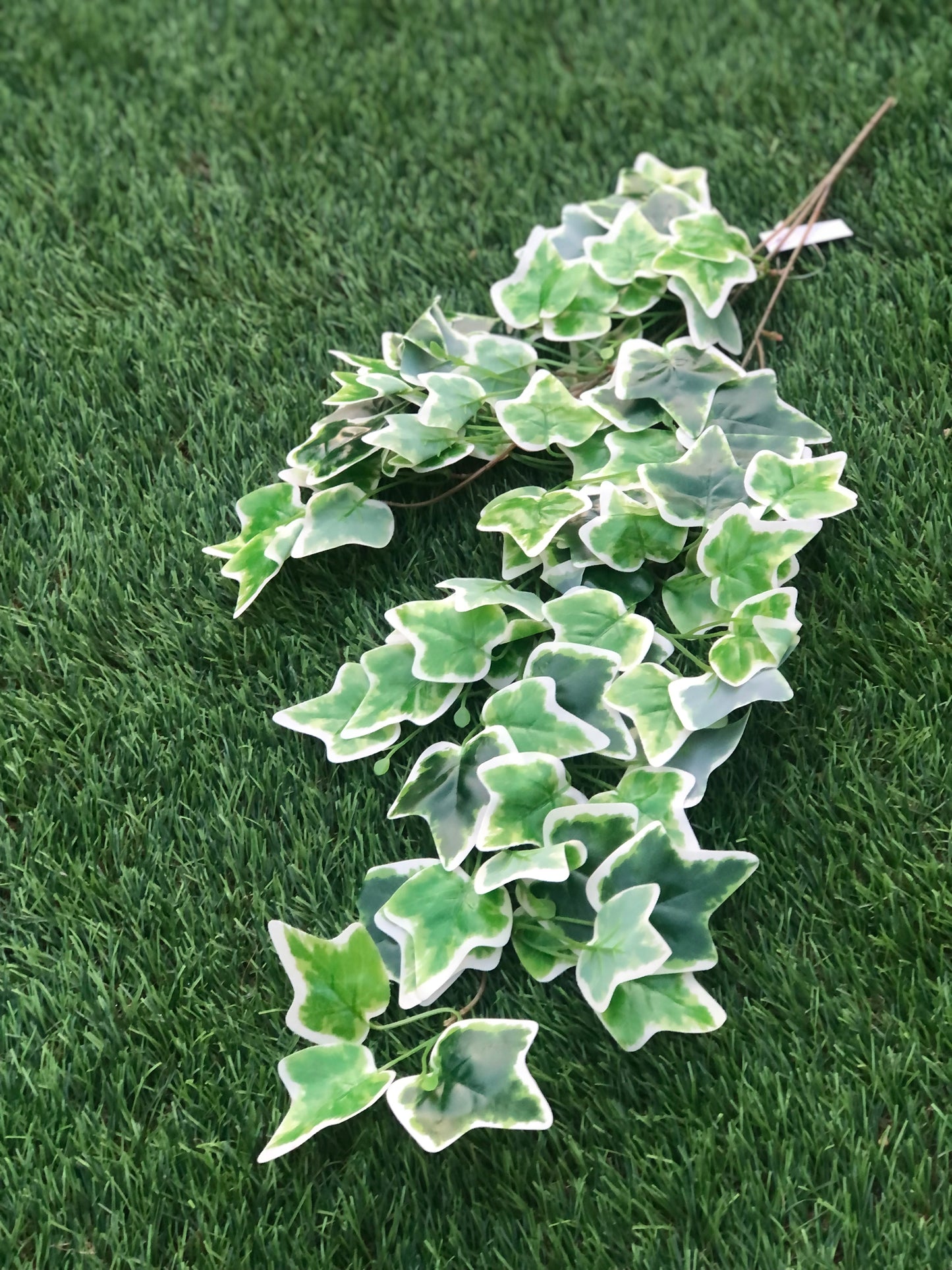 60cm BUDGET TRAILING VARIEGATED IVY