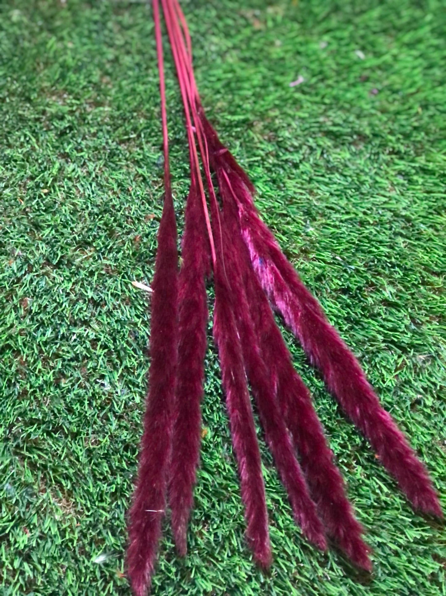 SINGLE STEM PAMPAS PACK 6 BURGUNDY