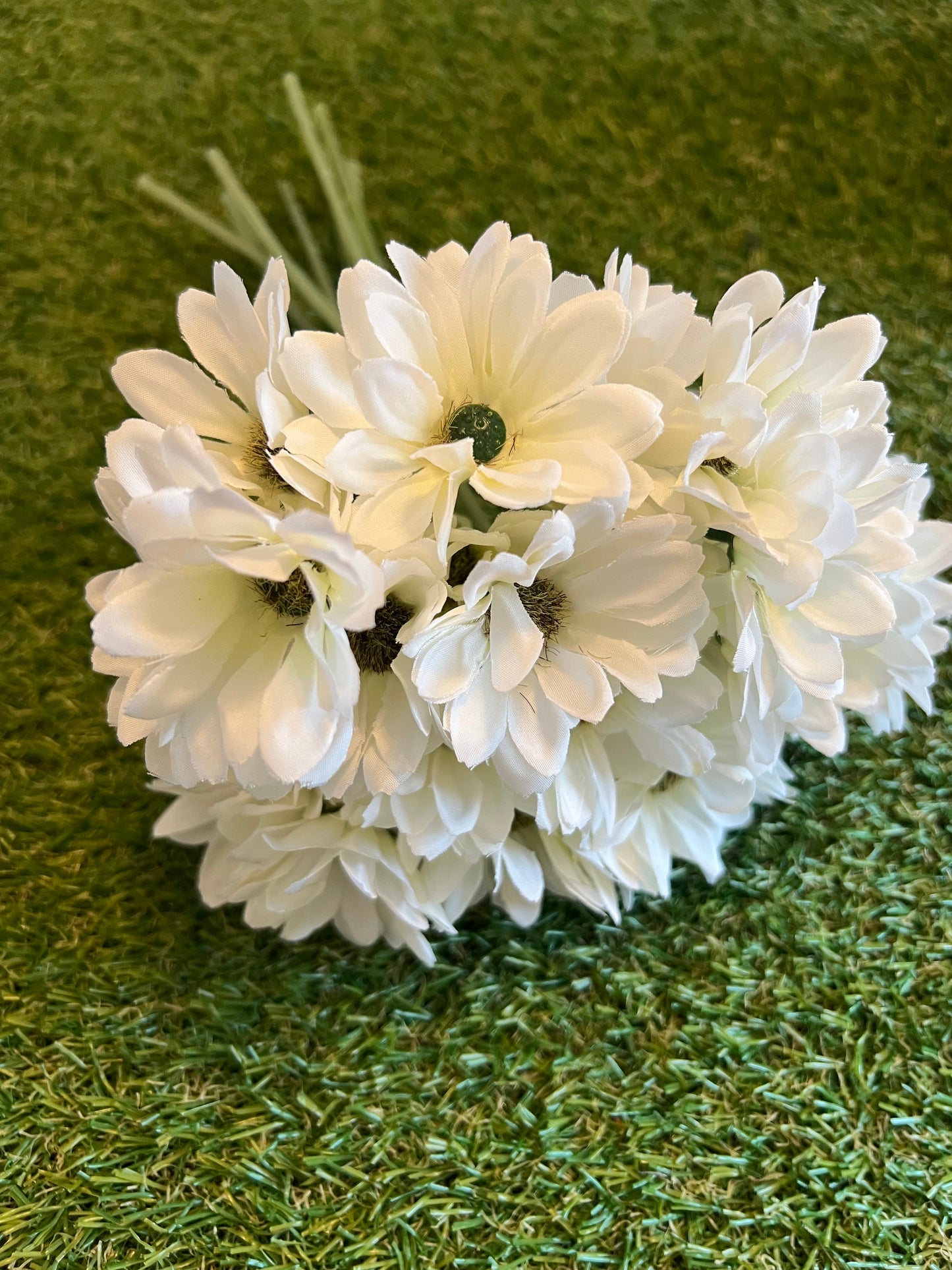 30cm MINI GERBERA BUNDLE IVORY (36 head)