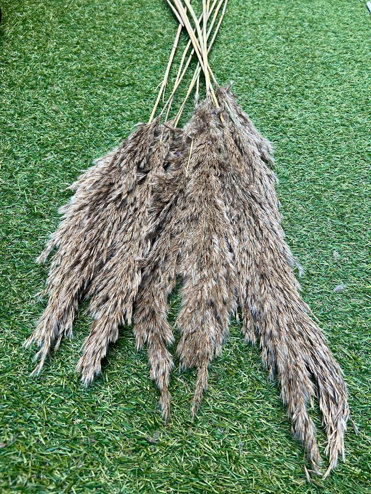 SEEDED PAMPAS BUNCH NATURAL