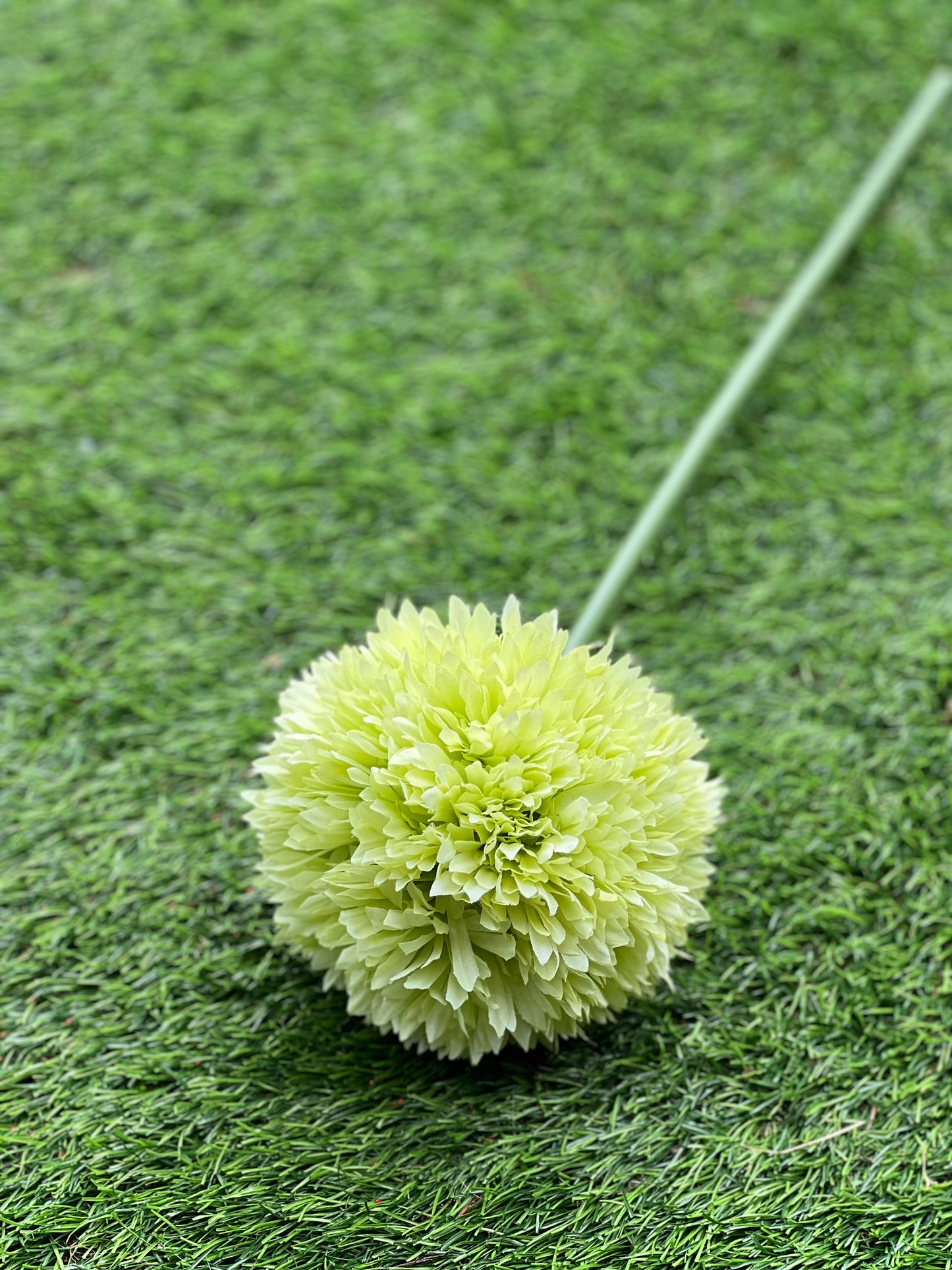 GIANT SINGLE ALLIUM GREEN