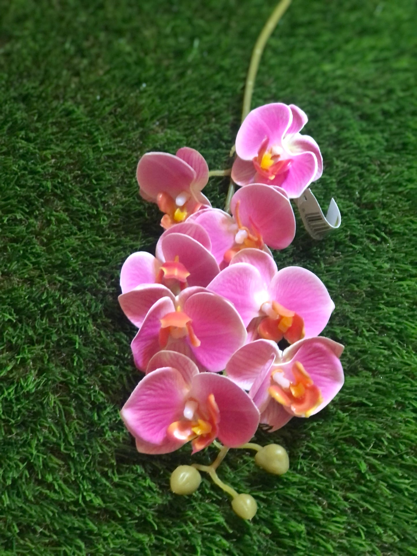 75cm PHALAENOPSIS ORCHID PINK