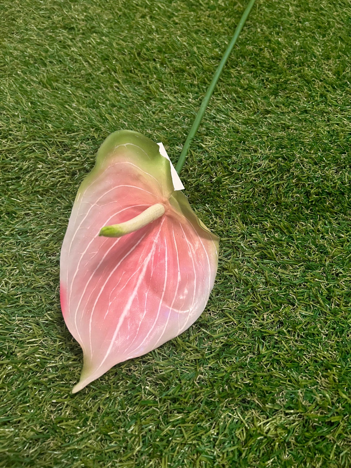 ANTHURIUM TROPICAL PINK