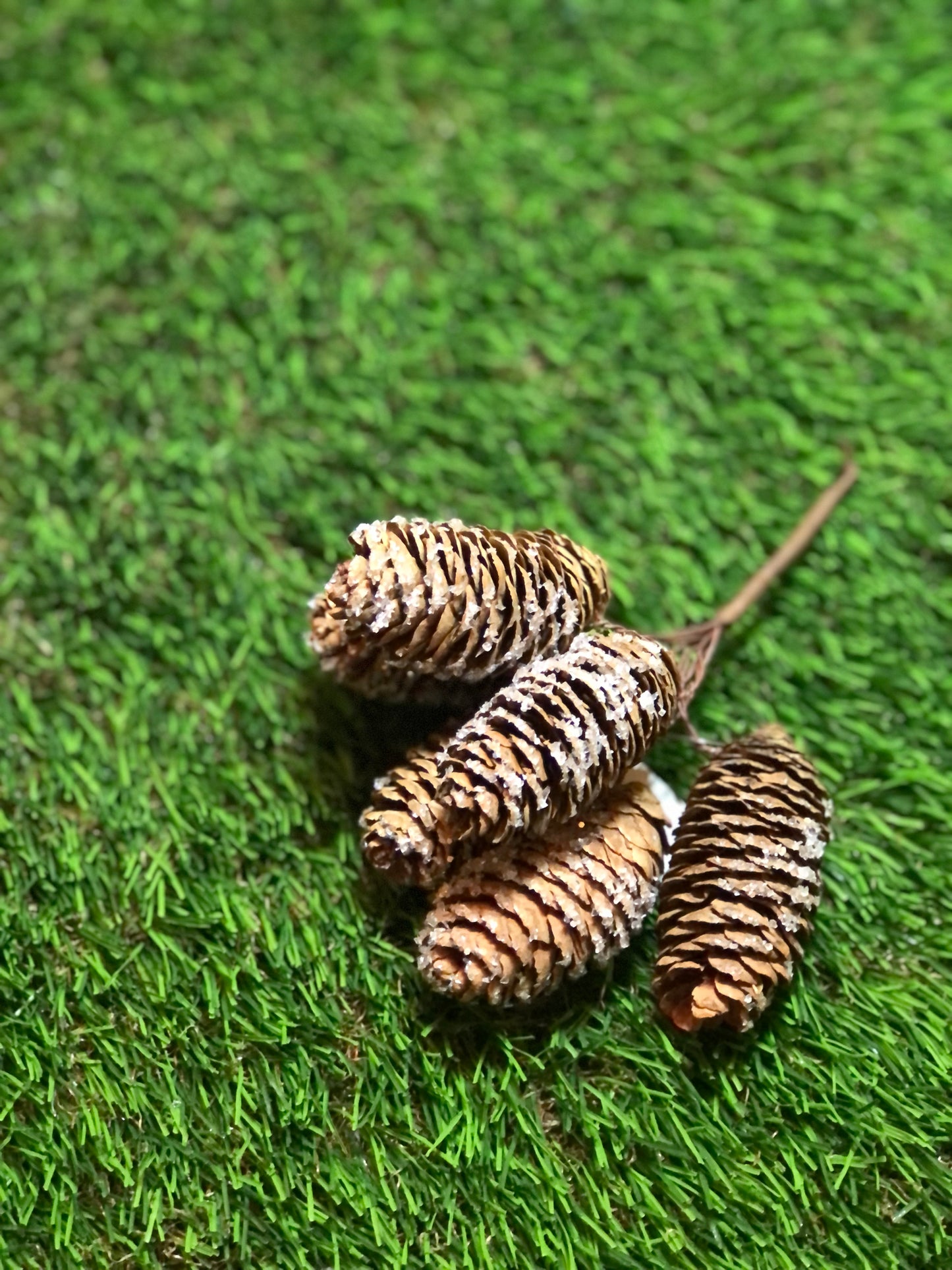 14cm FROSTED NATURAL LONG PINE CONE BUNCH