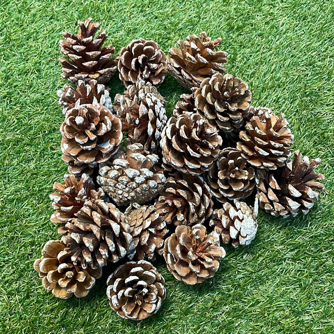 BAG 25 SNOWY PINE CONES