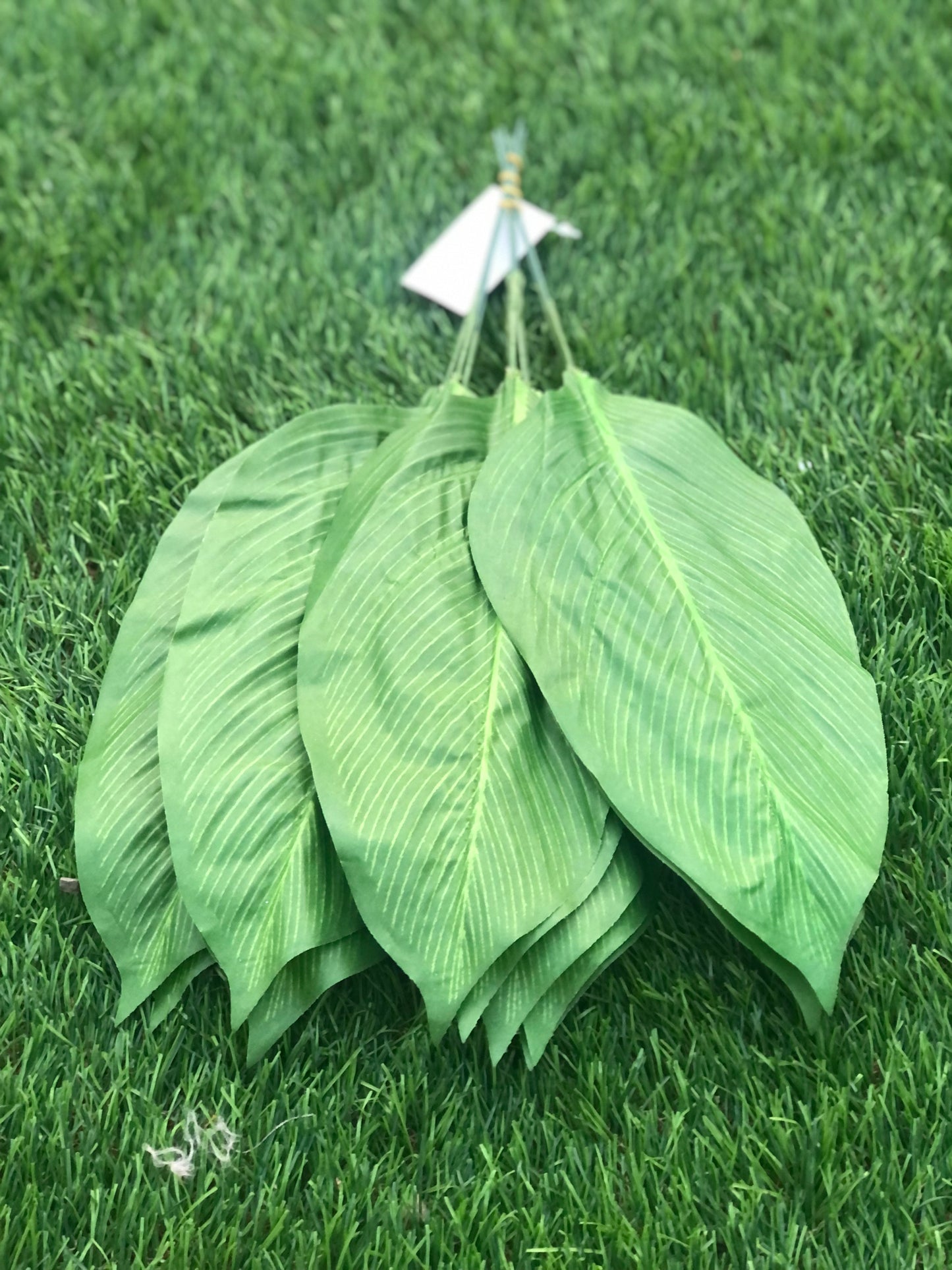 ASPIDISTRA LEAF PK12 41cm