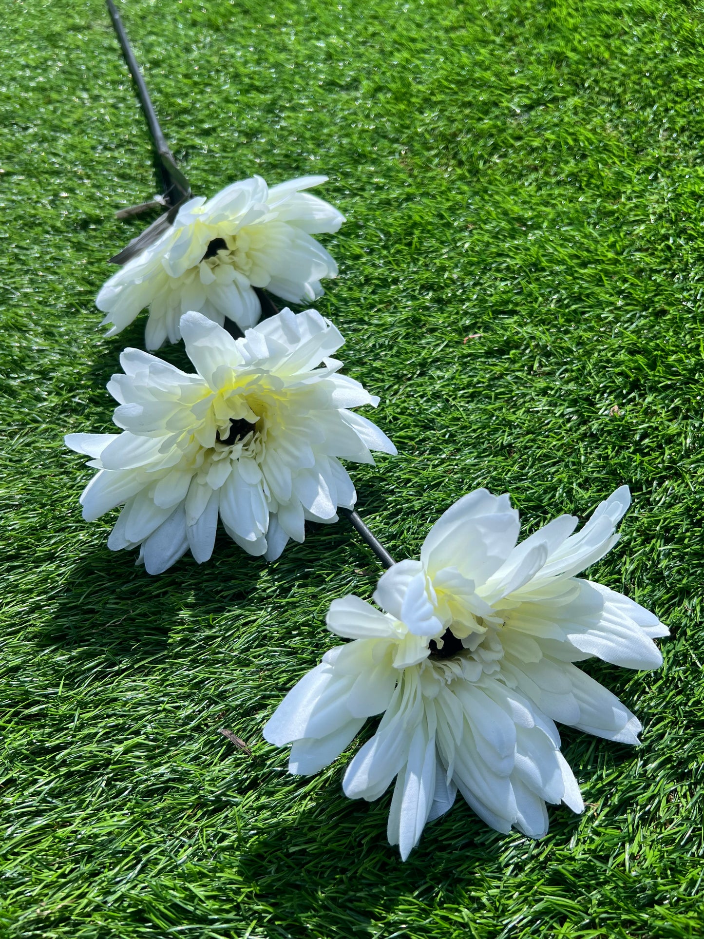 GIANT IVORY 3 STEM GERBERA