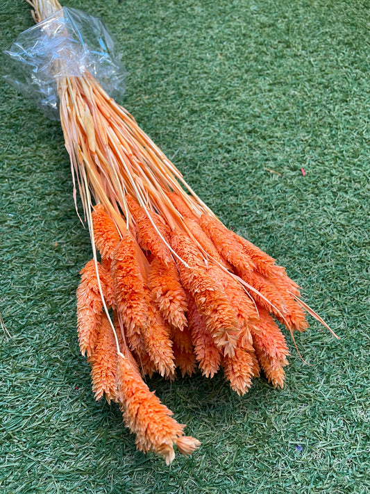 DRIED PHALARIS BUNCH ORANGE APPROX 50 stems