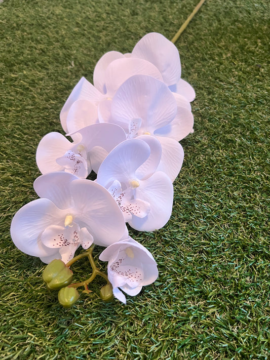 75cm WHITE DELUXE ORCHID