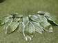 55cm MAGNOLIA LEAVES VARIEGATED PK6