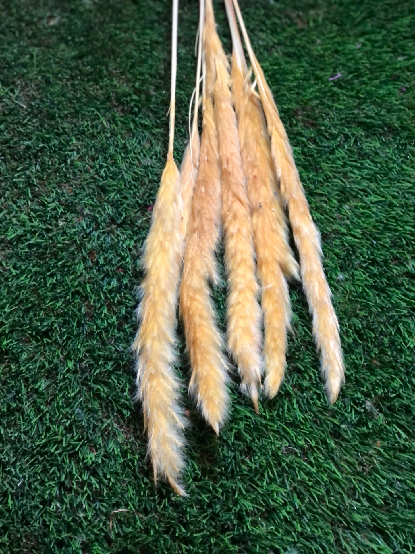 SINGLE STEM PAMPAS PACK 6 YELLOW