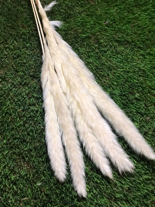 SINGLE STEM PAMPAS PACK 6 IVORY