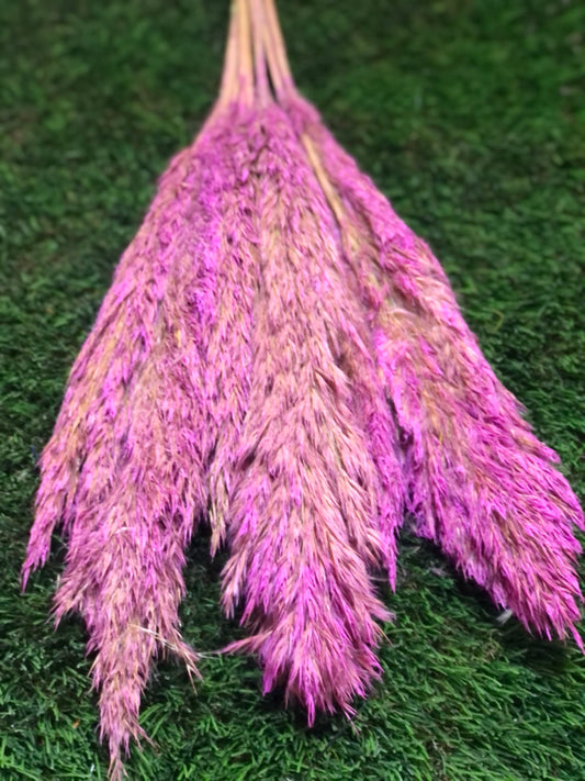 75cm REED SEEDED PINK PAMPAS BUNCH