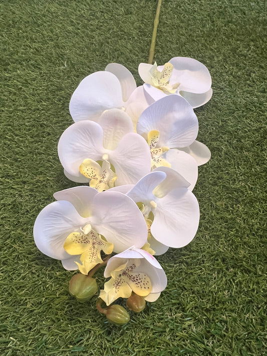 75cm IVORY DELUXE ORCHID