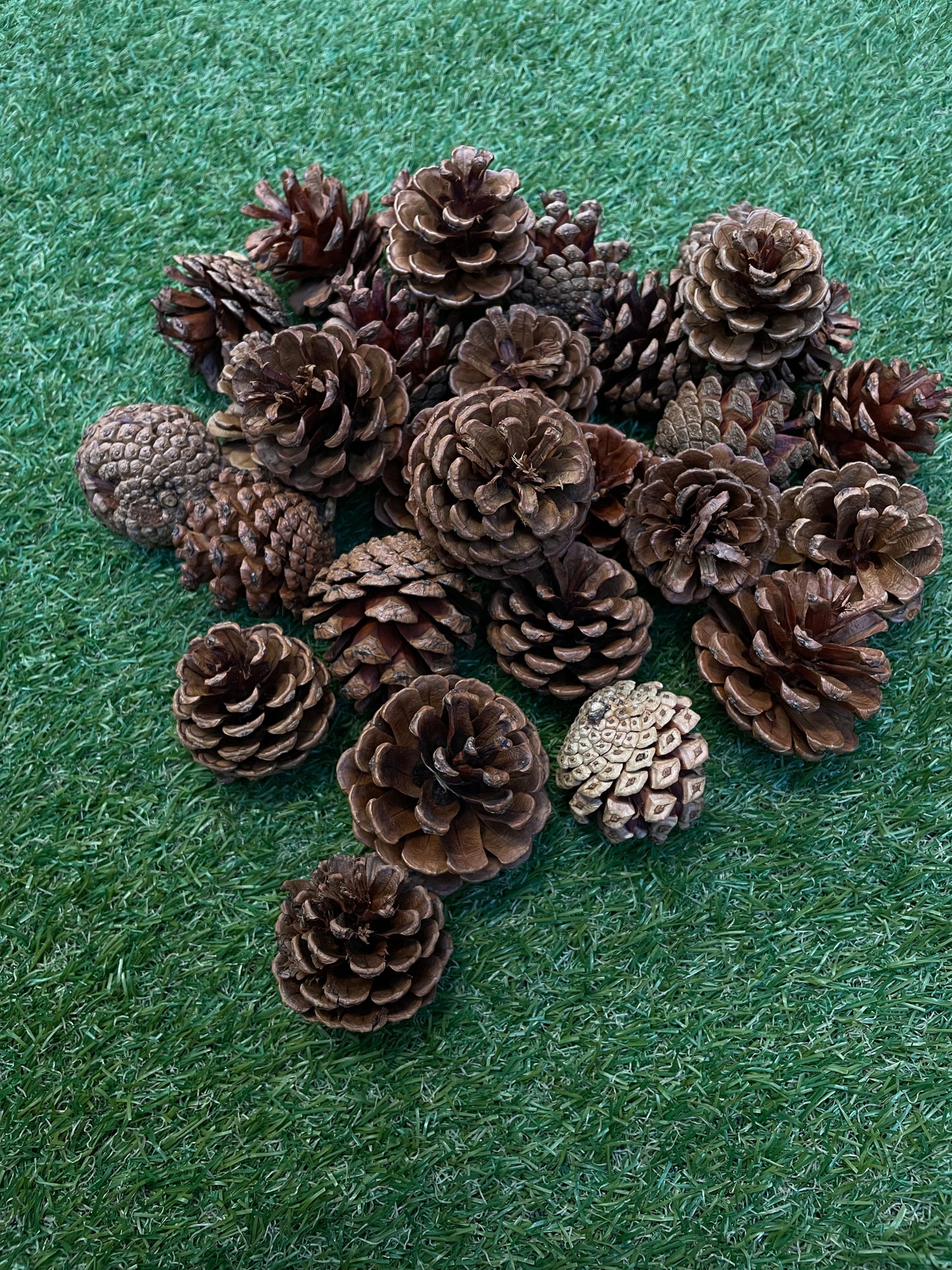 BAG 25 NATURAL PINE CONES