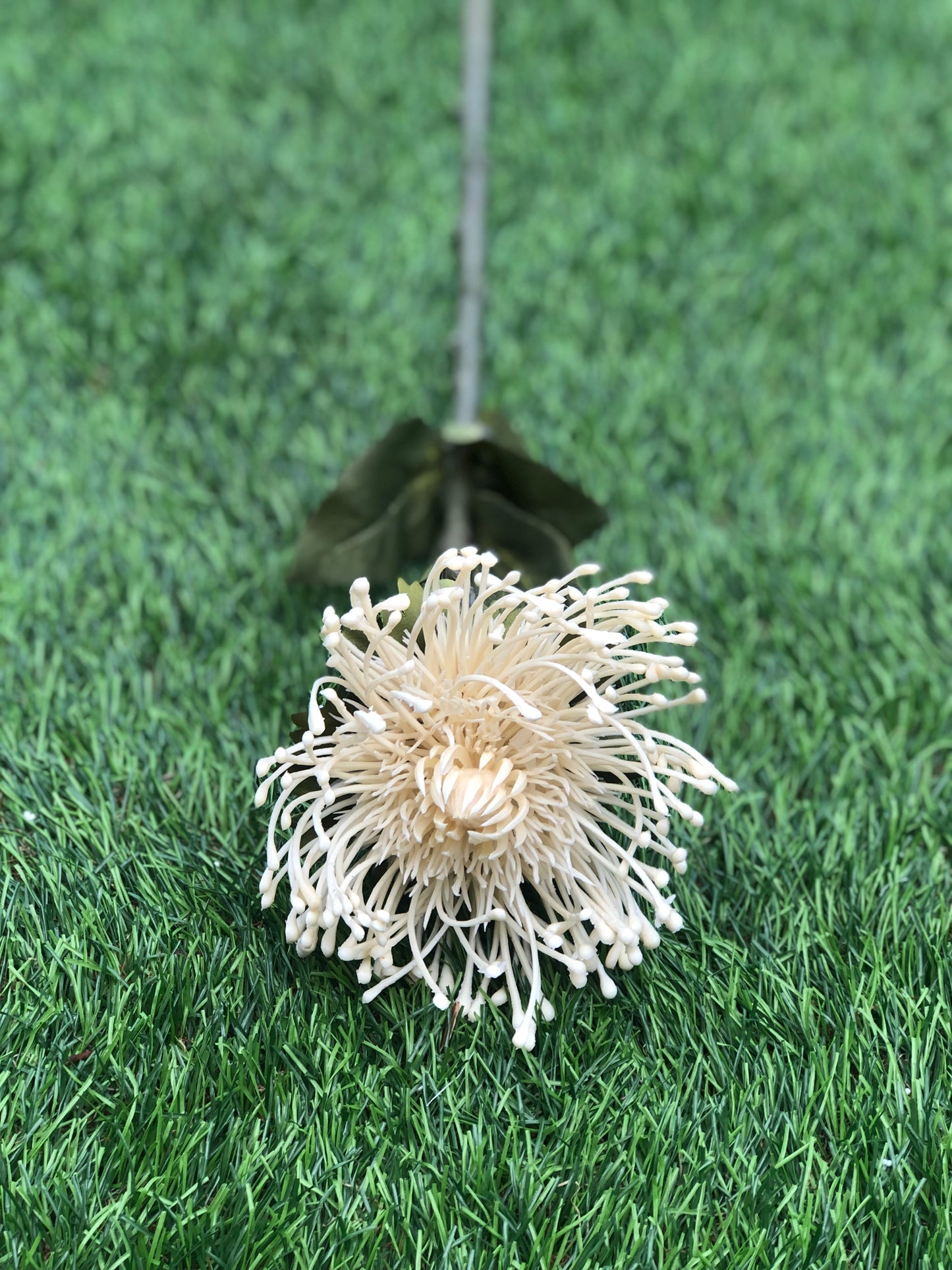 73cm PROTEA IVORY