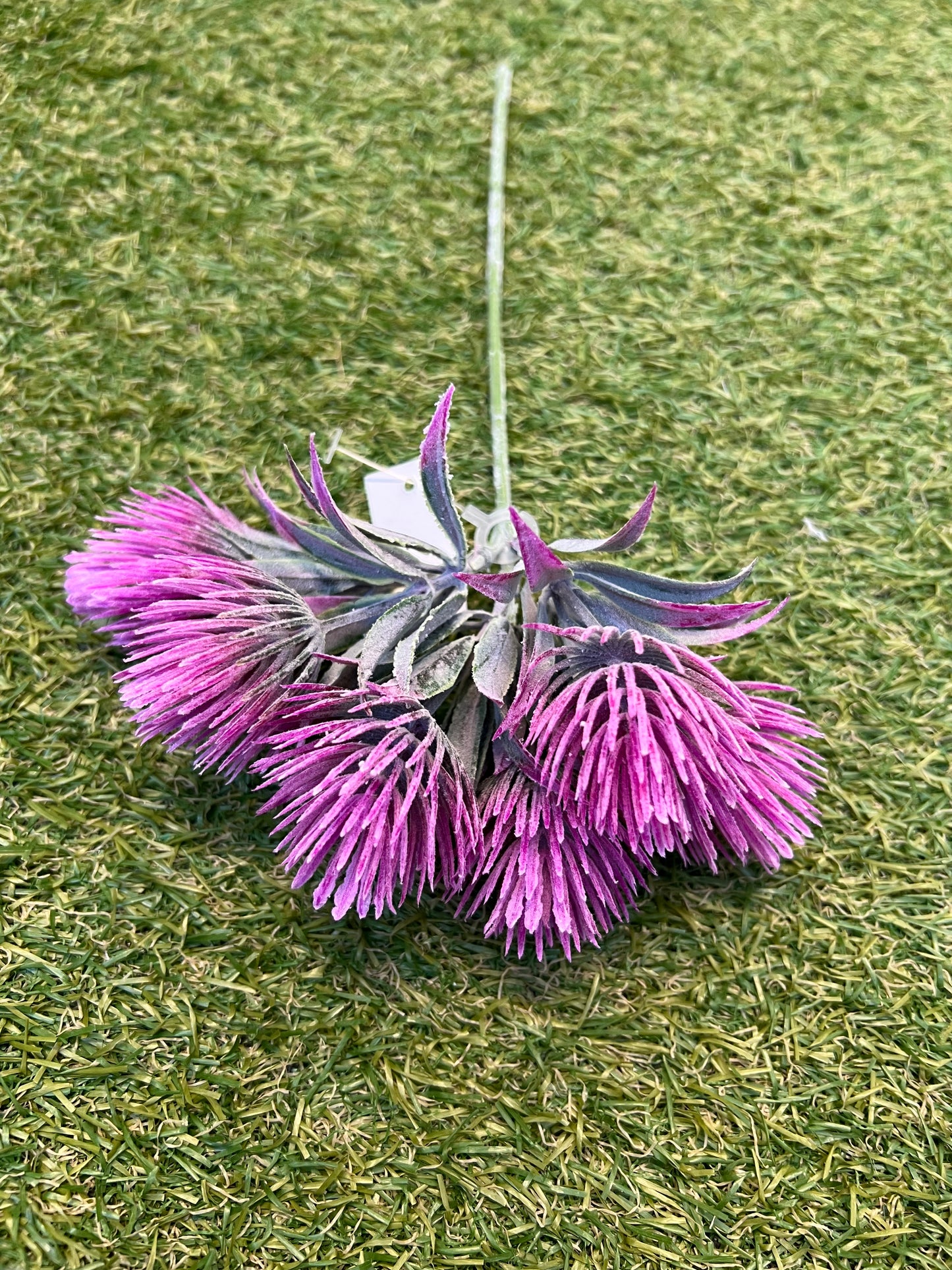 TROPIC THISTLE PINK