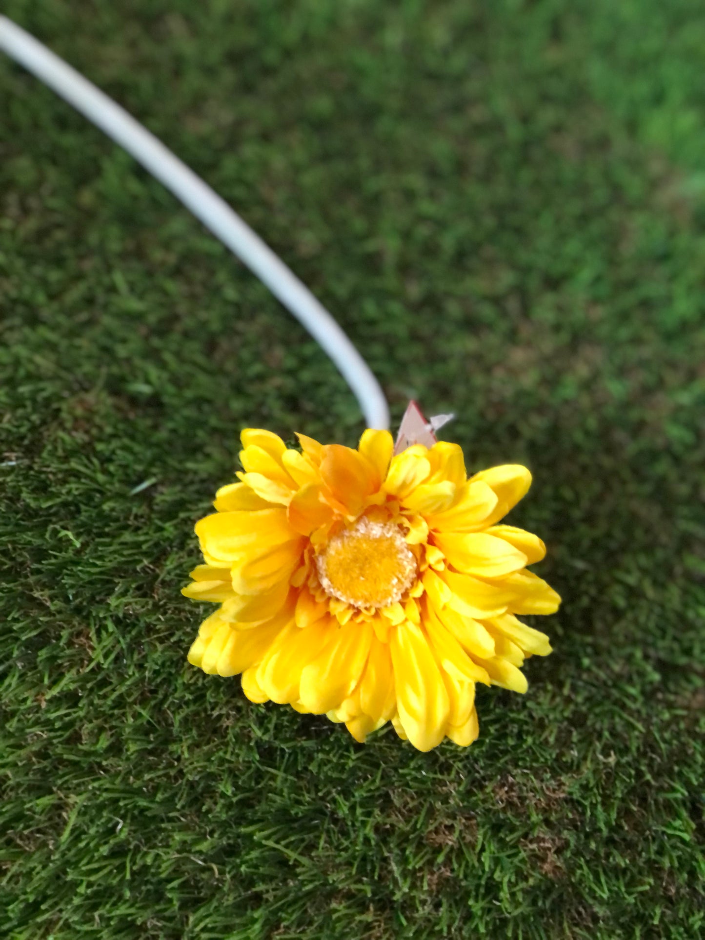 21INCH SINGLE STEM GERBERA YELLOW