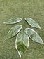 55cm MAGNOLIA LEAVES VARIEGATED PK6