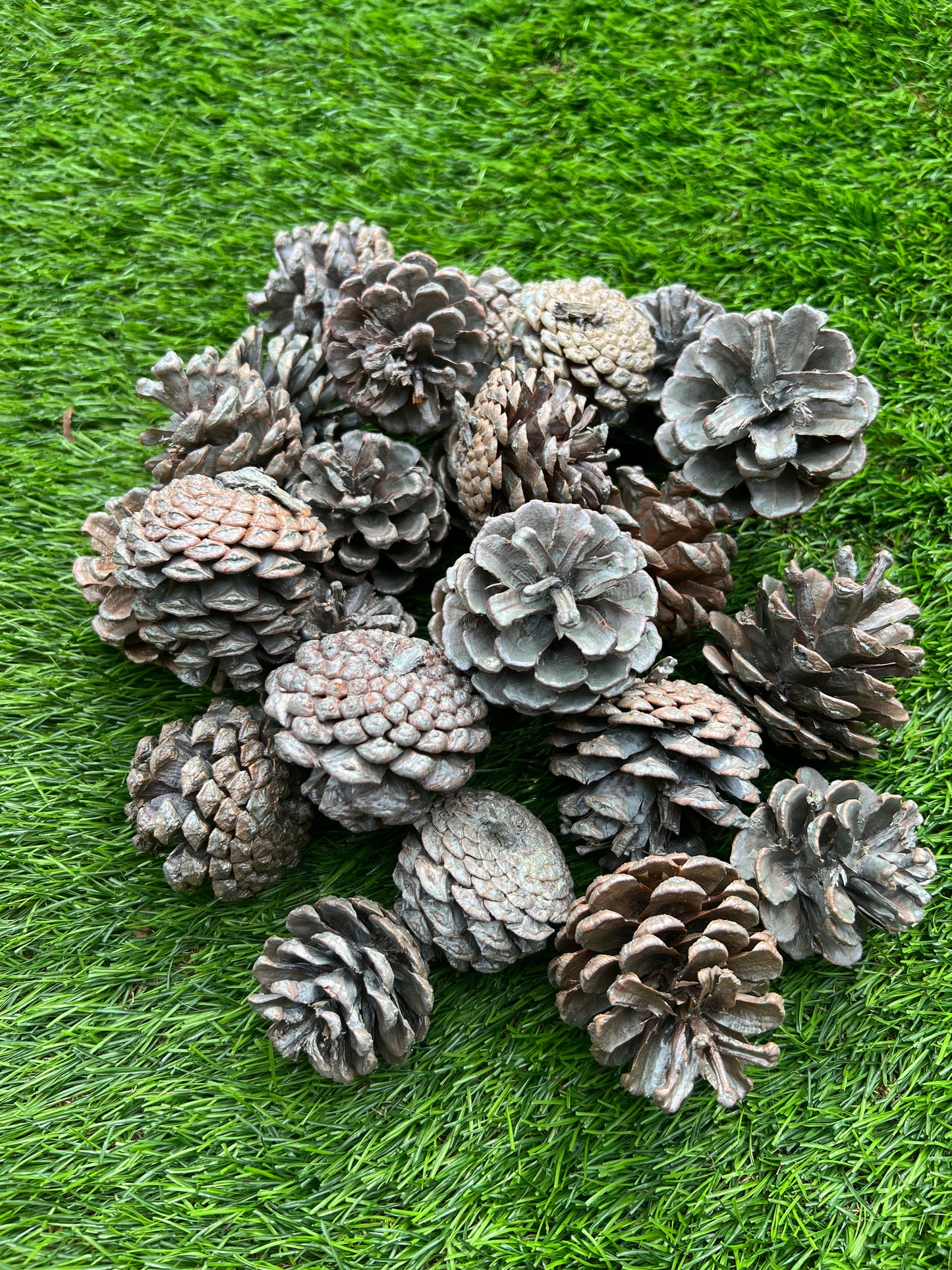 BAG 25 SILVER PINE CONES