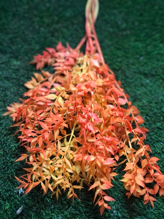 DRIED RUSCUS BUNCH ORANGE