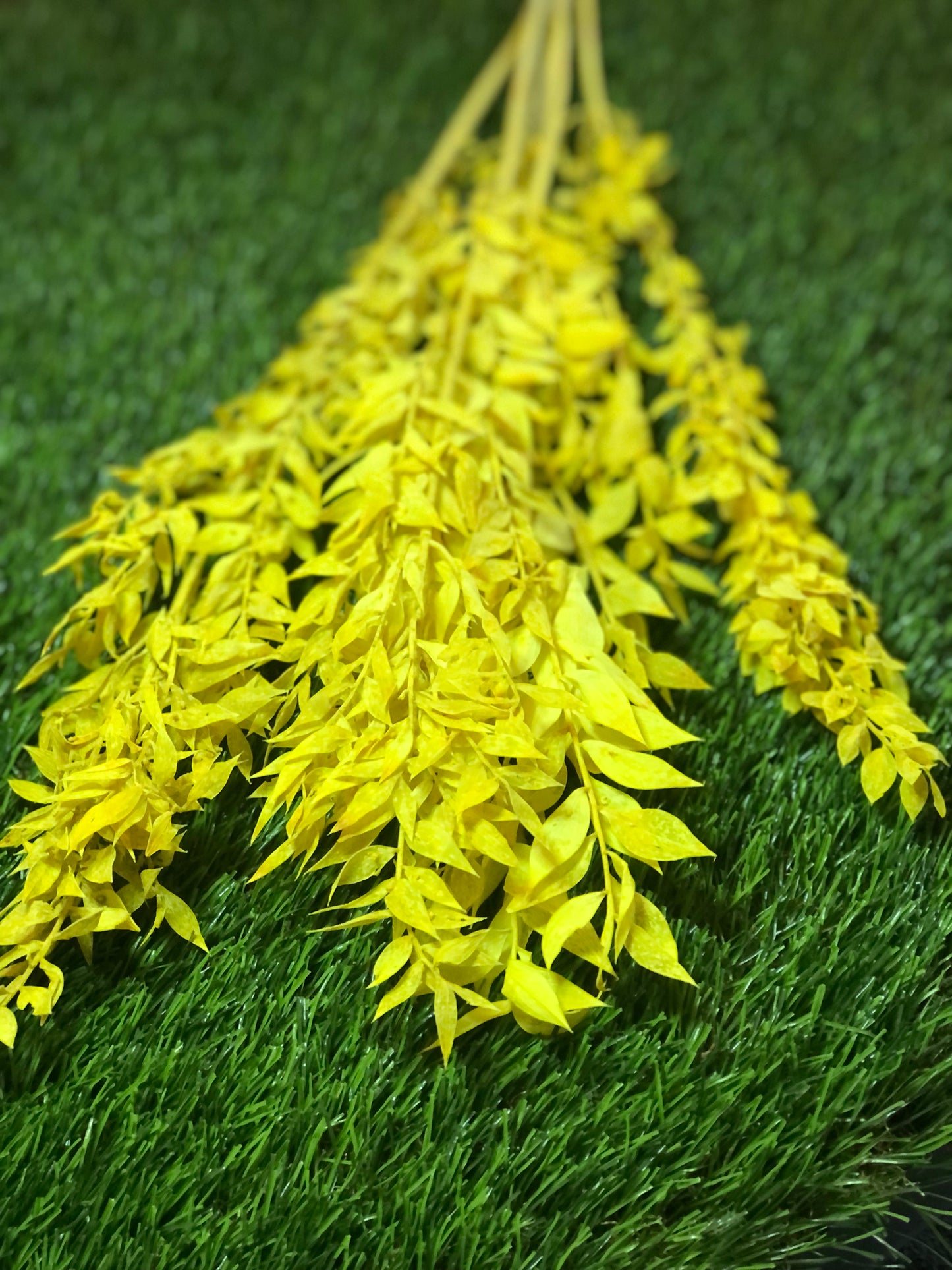 DRIED RUSCUS BUNCH YELLOW