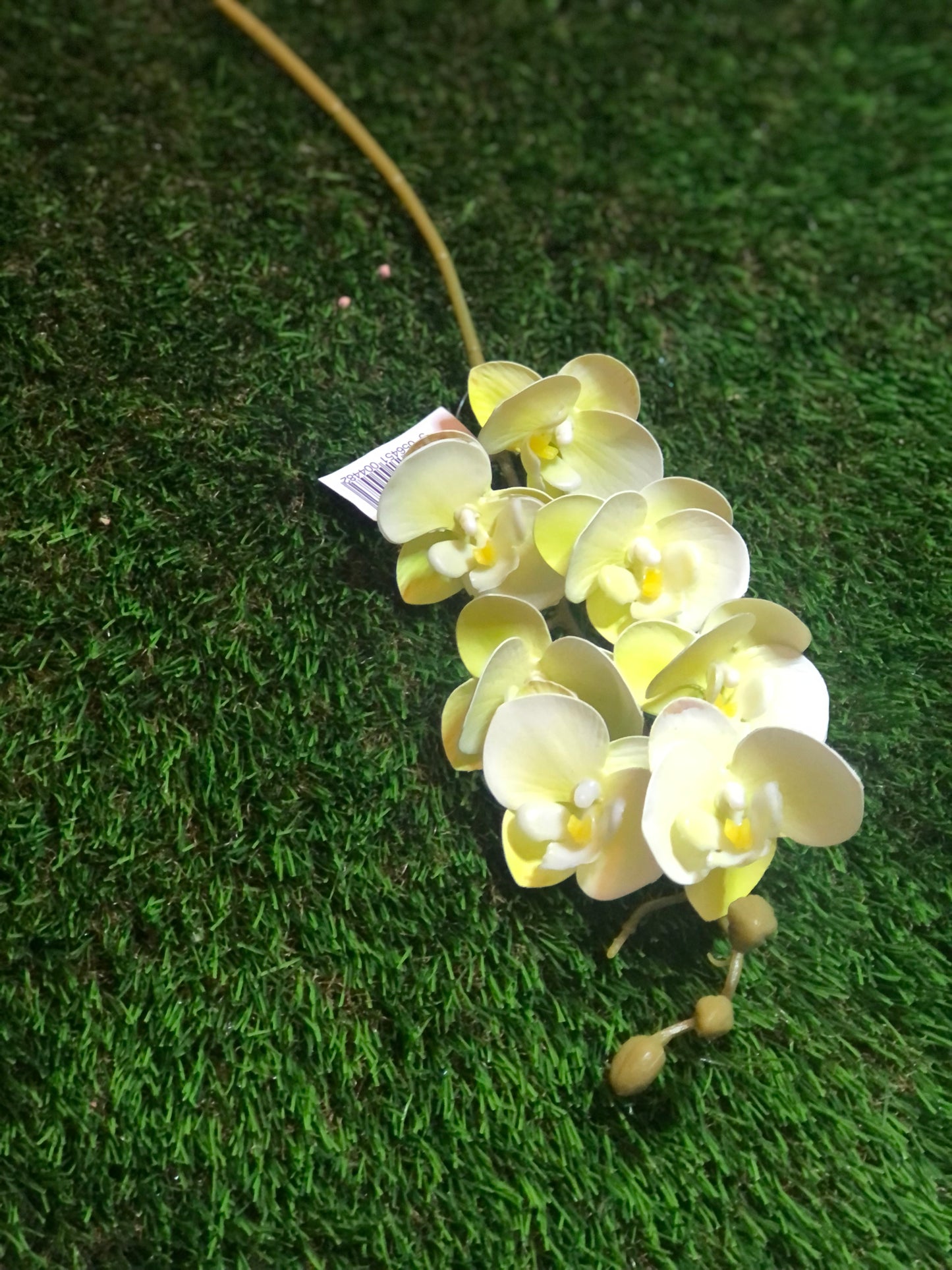 75cm PHALAENOPSIS ORCHID IVORY / YELLOW