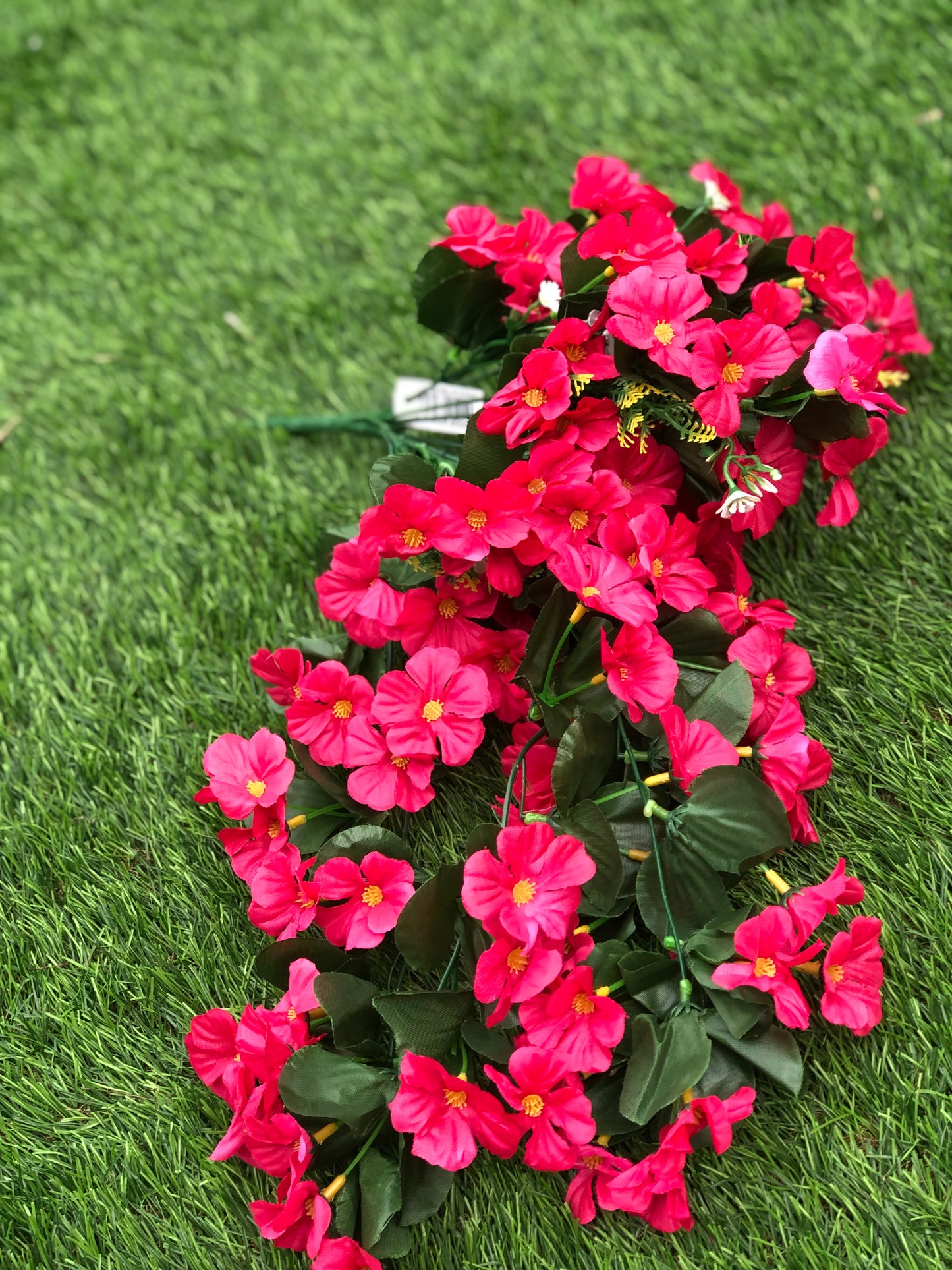 TRAILING NASTURTIUM FUSCHIA PINK