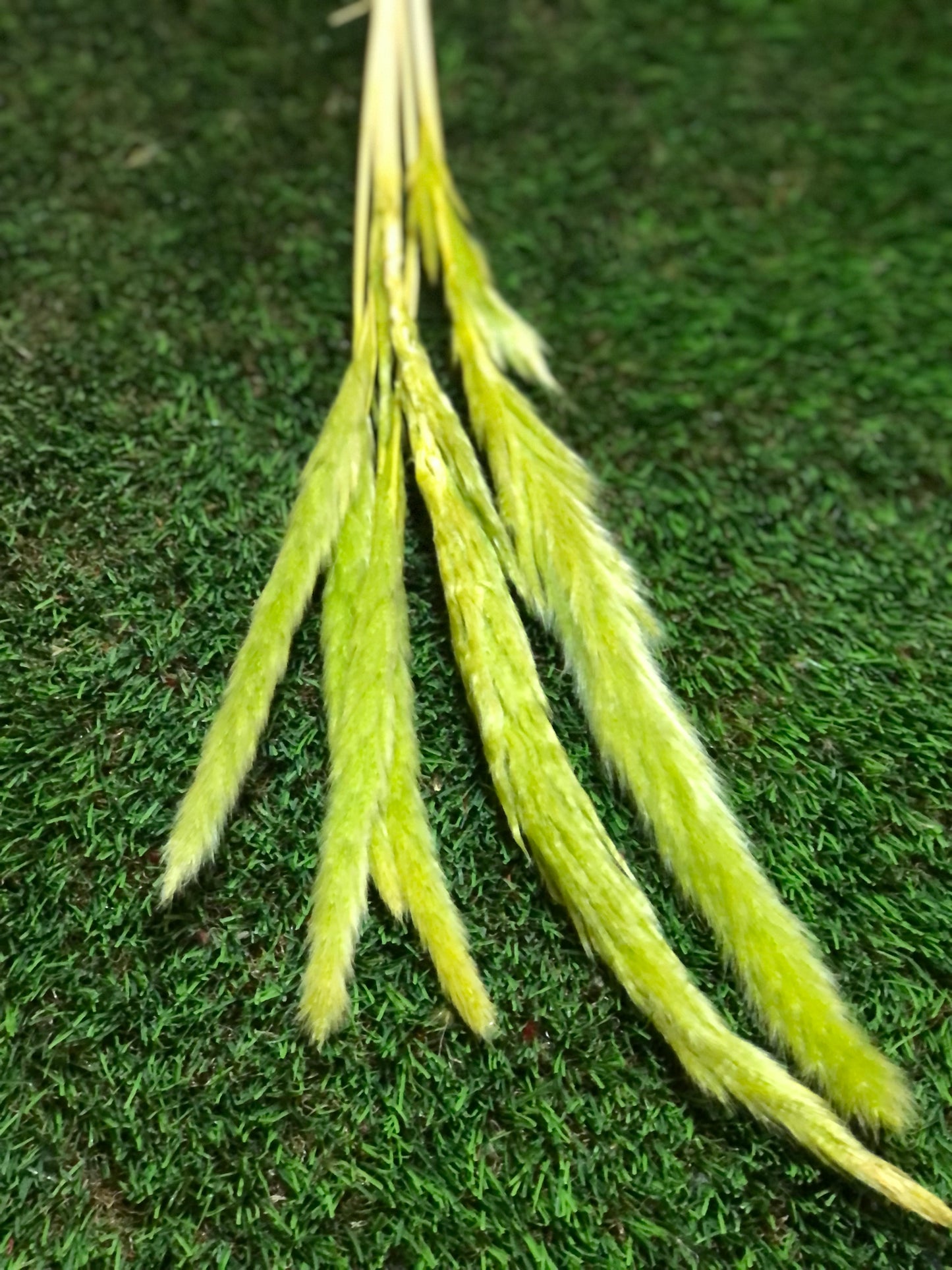 SINGLE STEM PAMPAS PACK 6 LIME GREEN