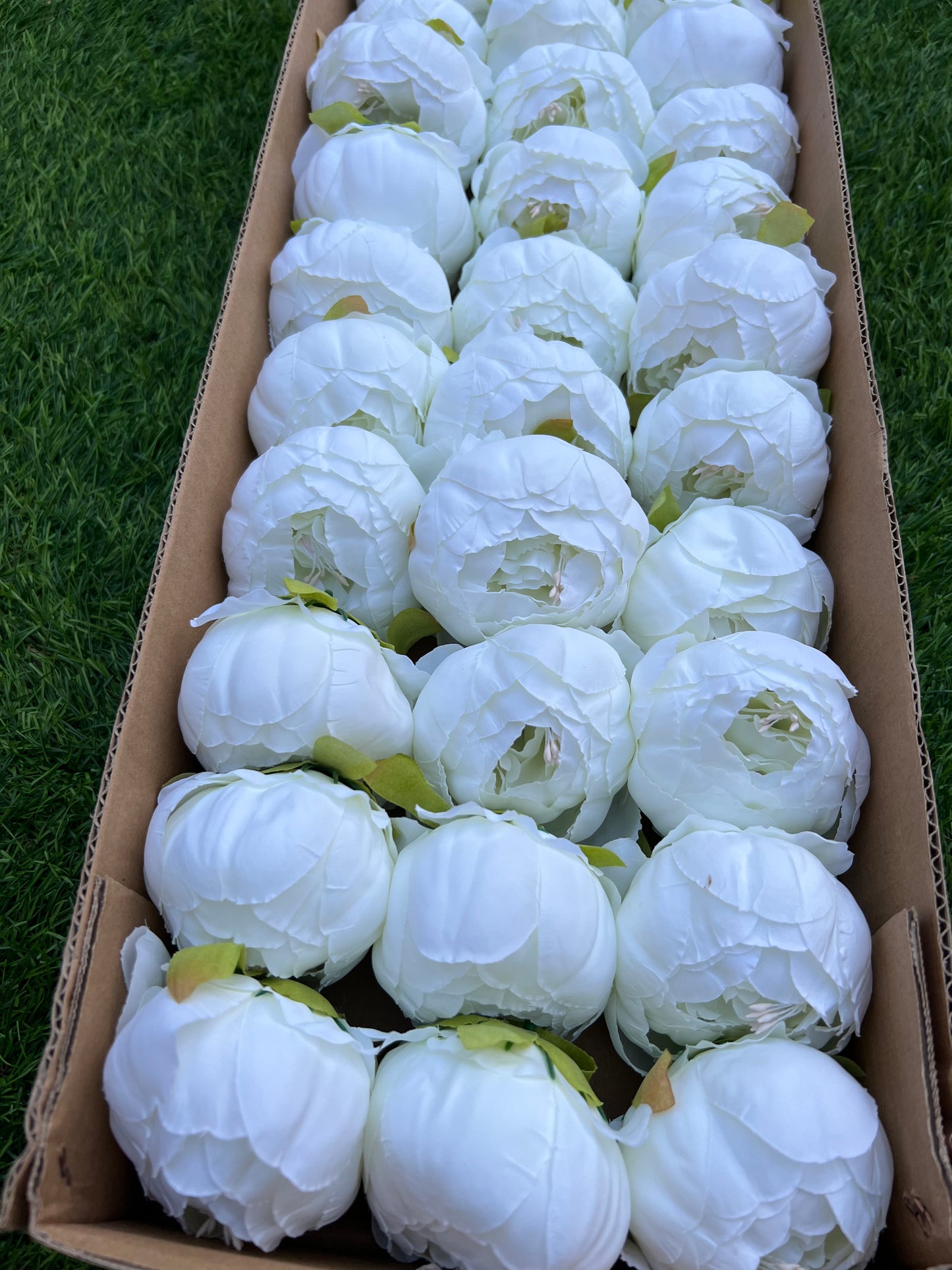 BOXED PEONY HEADS (36) IVORY