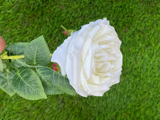 61cm SINGLE CABBAGE ROSE IVORY