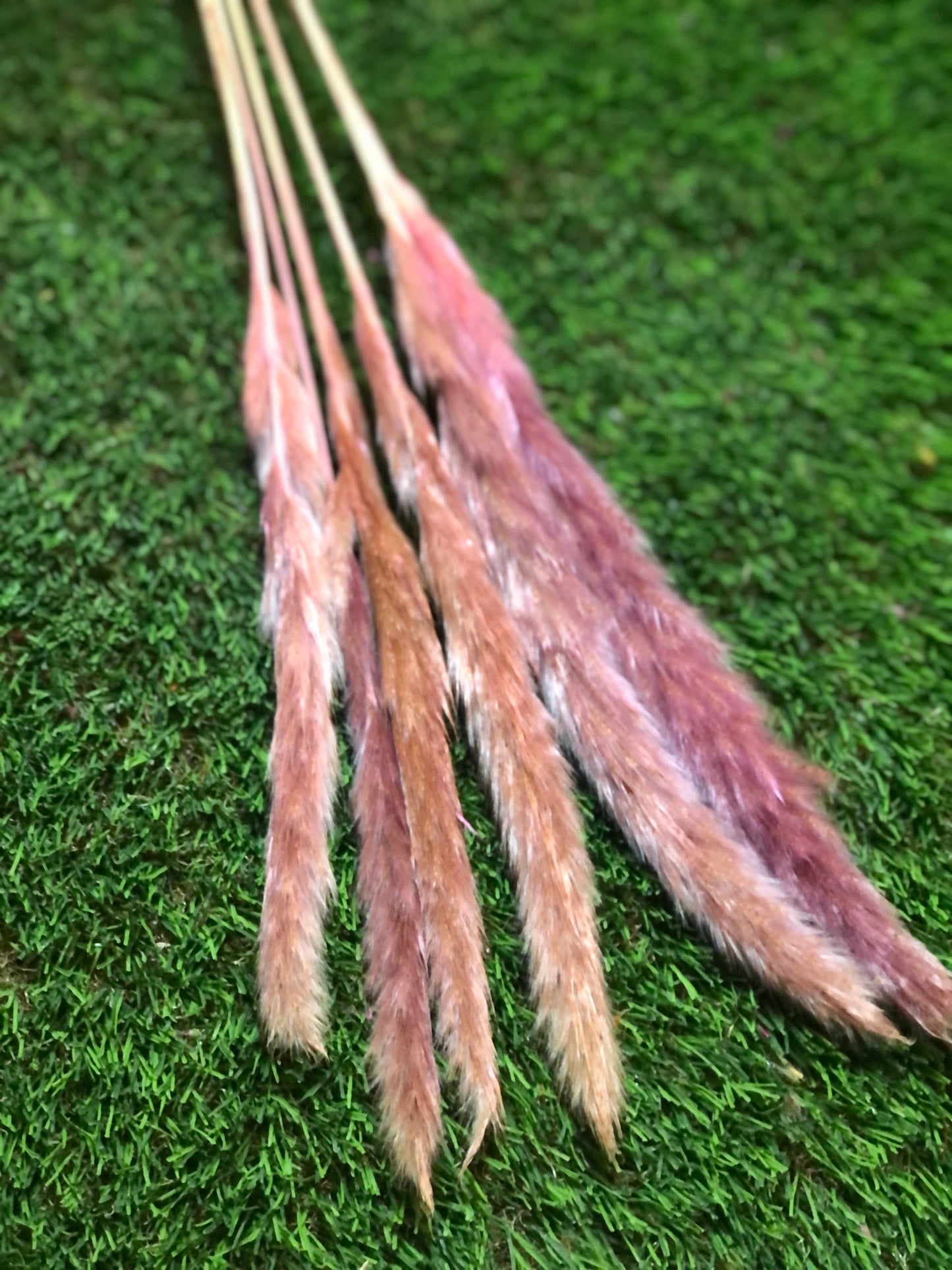 SINGLE STEM PAMPAS PACK 6 BLUSH PINK