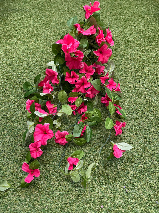DELUXE TRAILING MORNING GLORY HOT PINK