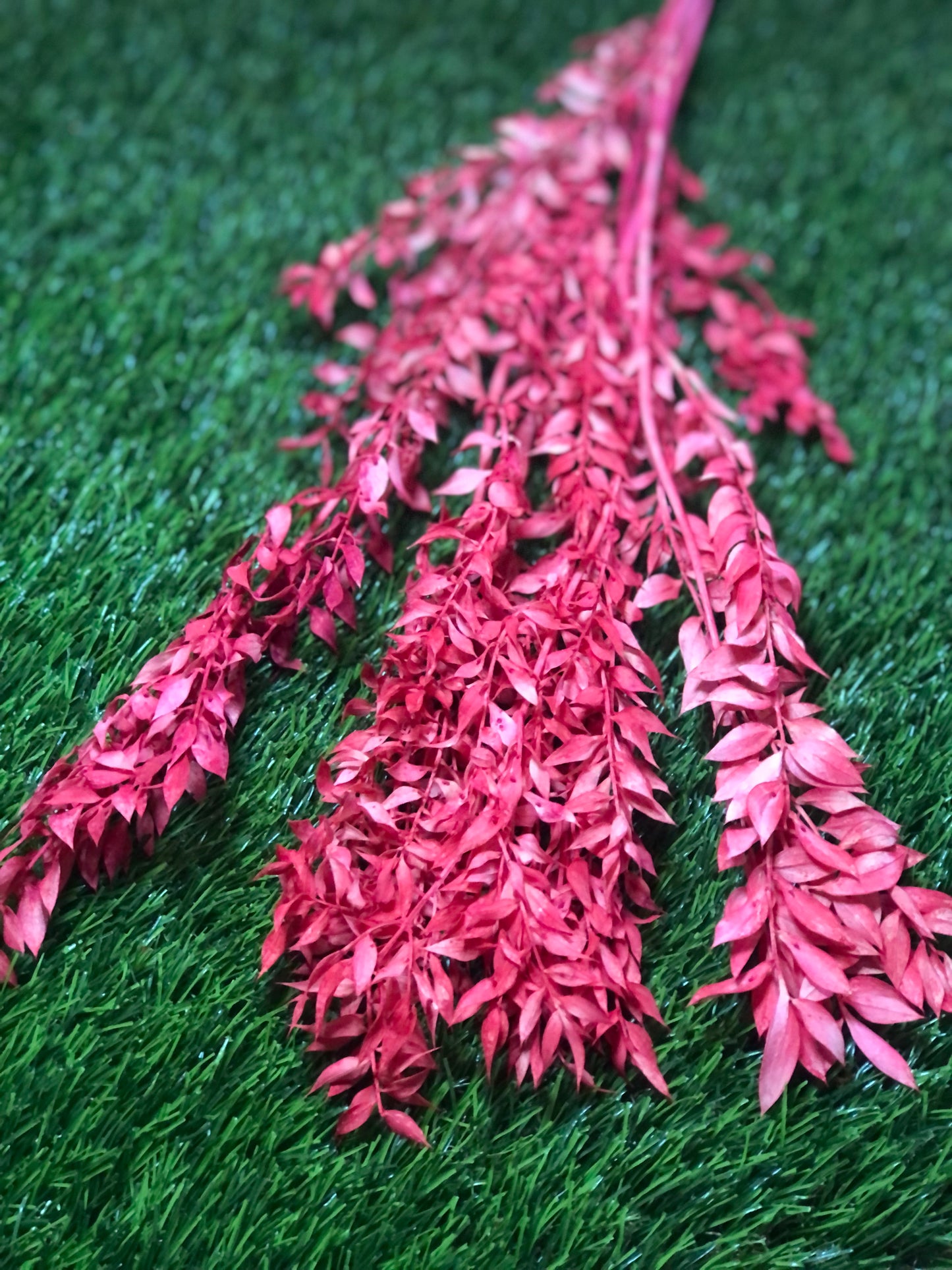 DRIED RUSCUS BUNCH RED